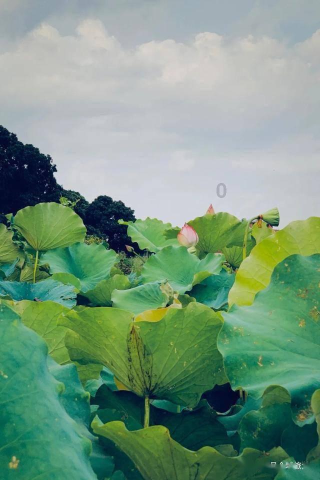梦见老公和馆材在水中泡着游戏画面